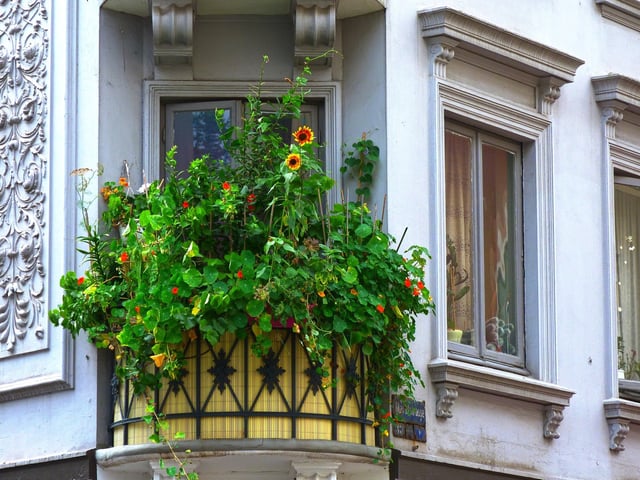 Las tres plantas que son ideales para sembrar en primavera en tu balcón, terraza o patio. Foto: Pixabay.