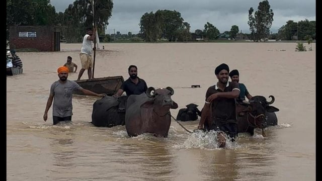 Villagers in Sultanpur Lodhi’s Baupur Jadid village shifting their livestock to safer locations. (HT photo)