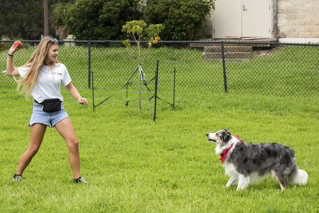 Sophie Nocera, 21, a senior at Eckerd College, plays with her dog Zuco on Wednesday, Aug. 20, 2025 in St. Petersburg, Fla. (AP Photo/Tina Russell)