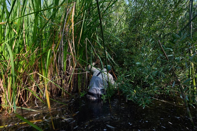 Biologist Adam Backlin looks for red-legged frogs and eggs along the edge of a restoration pond as part of cross-border efforts to bring back the species to Southern California by transplanting eggs from ponds in Baja California, Mexico, Wednesday, Aug. 13, 2025, outside of Murrieta, Calif. (AP Photo/Gregory Bull)