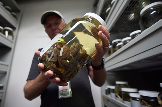 Herpetologist Brad Hollingsworth holds a container of red-legged frogs, part of the collection at the San Diego Museum of Natural History, Wednesday, Aug. 13, 2025, in San Diego. Hollingsworth uses data from the collection in a cross-border effort to bring back the species to Southern California by transplanting eggs from Baja California, Mexico. (AP Photo/Gregory Bull)