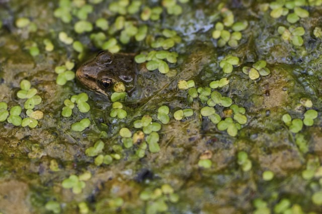 A red-legged froglet peeks out from a restoration pond that is part of a cross-border effort to bring back the native species in both Baja California, Mexico, and Southern California, Monday, Aug. 11, 2025, on a ranch outside of El Coyote, Mexico. (AP Photo/Gregory Bull)