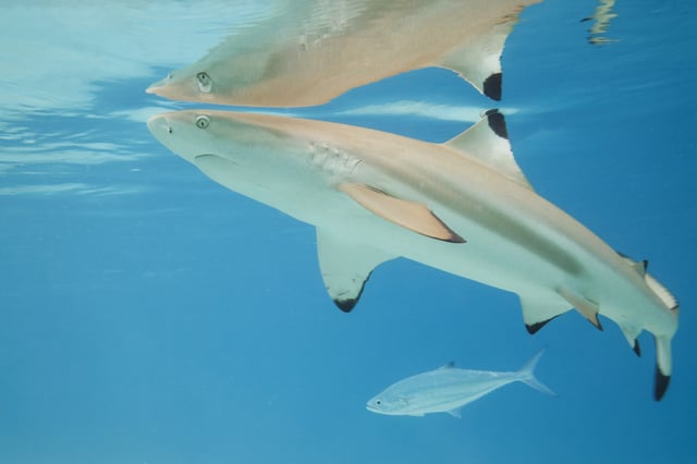 A blacktip reef shark. Image by Charles J. Sharp via Wikimedia Commons (CC BY-SA 4.0).