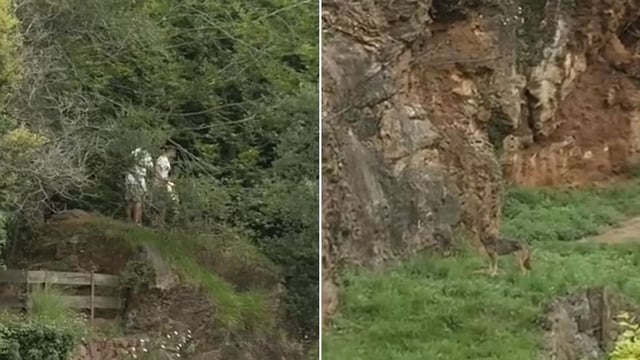 Una familia que se coló en el área de lobos de Cabárceno y denunciada. El momento fue registrado por un tiktoker que sirve como prueba para identificarlos. 