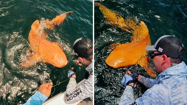 Fishermen spotted an orange shark in Costa Rica. 