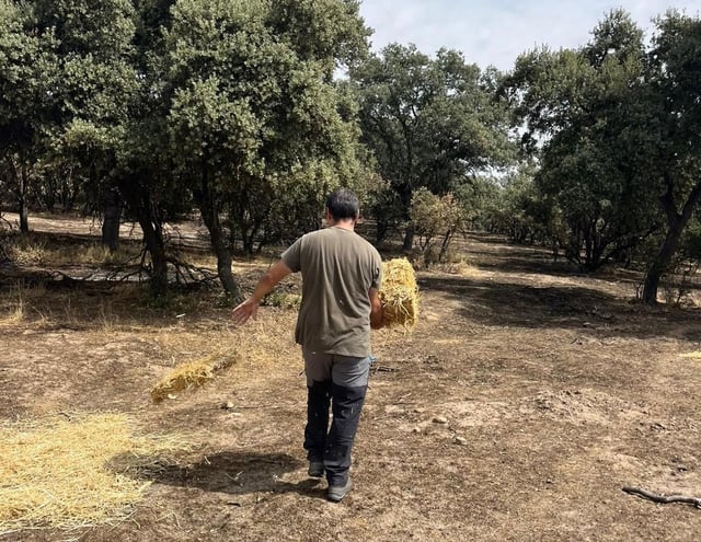 Un técnico reparte alimento para la fauna en el Monte Público de Soto de Viñuelas.