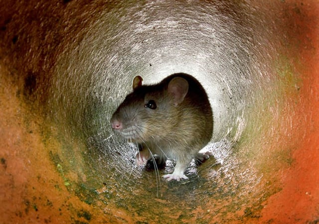 Bundespolizisten haben am Hauptbahnhof Essen eine Frau mit einem Käfig voller Ratten gestoppt. Die 38-Jährige transportierte einen kleinen Käfig mit 15 Ratten, die teilweise übereinander gestapelt waren. Sie gab an, damit durch Europa zu reisen.