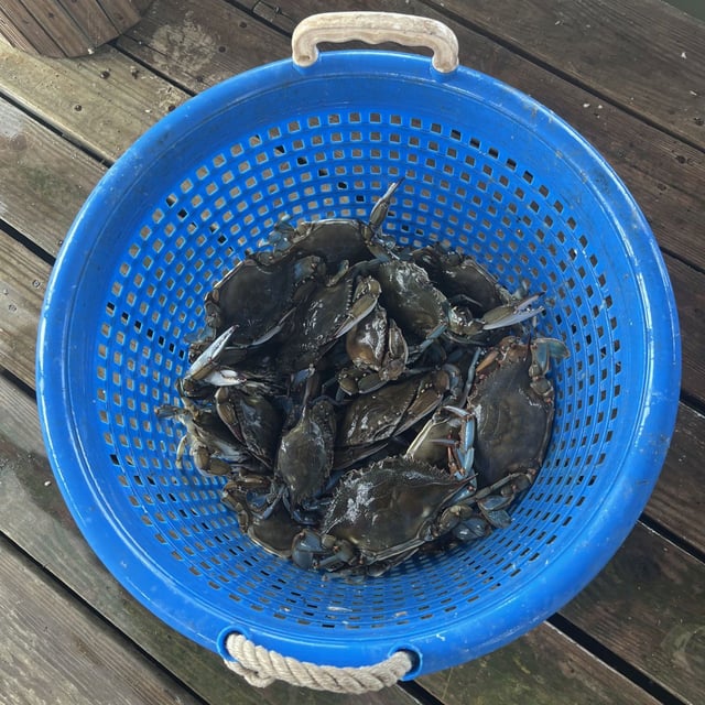 A bucket of crabs from Linard Lyons.