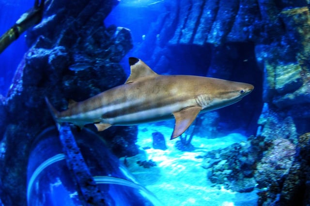 A blacktip reef shark at Sea Life Oberhausen, a German aquarium.