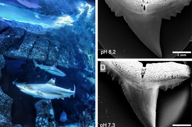 Blacktip reef sharks in the ocean (L); and a comparison of shark teeth after exposure to water with different pH levels (R).