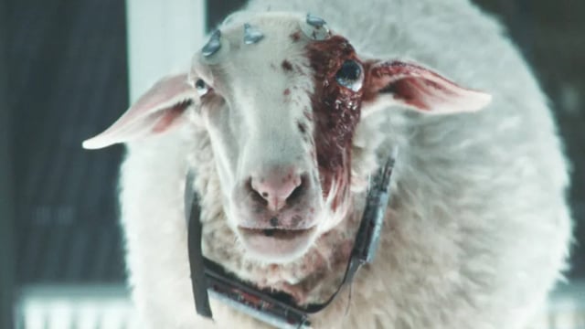 The eye monster looking out from a sheep in Alien: Earth.