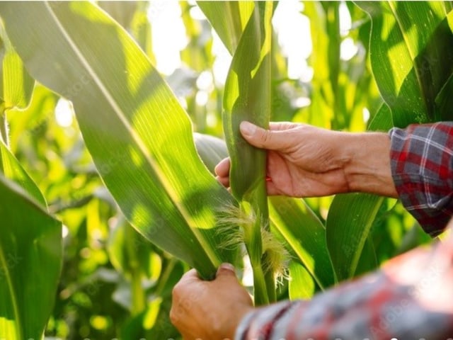 El maíz es la base de una gran paleta de actividades agroindustriales diversas.
