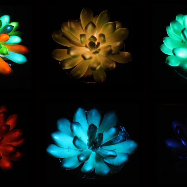 Pictures of luminescent succulents glowing red, green, blue, orange and multicolored.