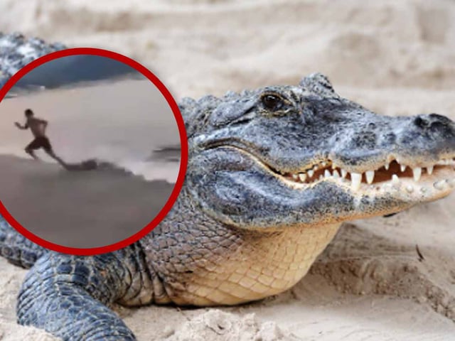 Cocodrilo ataca a turista en playa de Puerto Vallarta