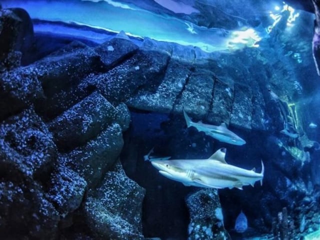 Tiburón de arrecife de puntas negras en Sealife Oberhausen, donde se recolectaron los dientes utilizados en el estudio.