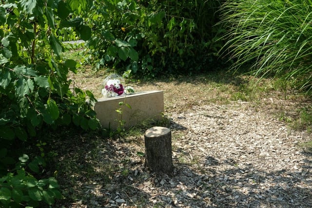 Cette photographie montre le tronc de l'olivier, vraisemblablement coupé à la tronçonneuse, qui a été planté en 2011 devant un mémorial à la mémoire d'Ilan Halimi.