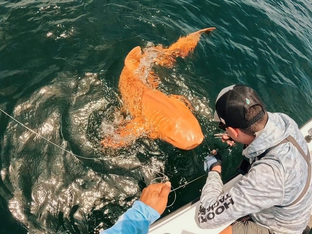 Primer tiburón naranja encontrado en el caribe. Foto: Parismina Domus Dei