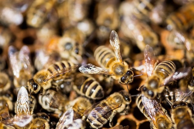 Swarm of bees