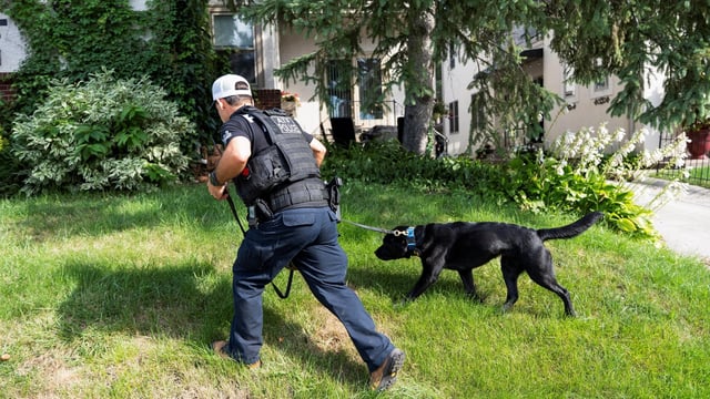 A K-9 dog searches a front yard, after a shooting at Annunciation Church, which is also home to an elementary school, in Minneapolis, Minnesota, August 27.