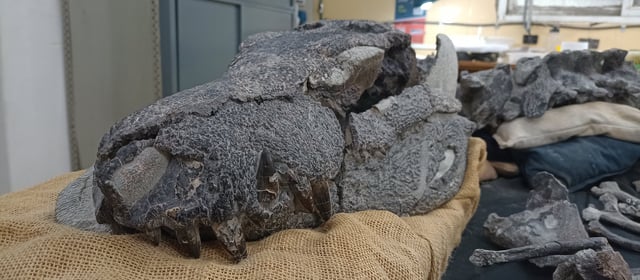 La cabeza fosilizada del cocodrilo descubierto en Estancia Anita, Santa Cruz por el equipo de cientificos.