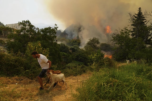 FILE - A man takes away goats during a wildfire in Vounteni, on the outskirts of Patras, western Greece, Aug. 13, 2025. (AP Photo/Thanassis Stavrakis, File)