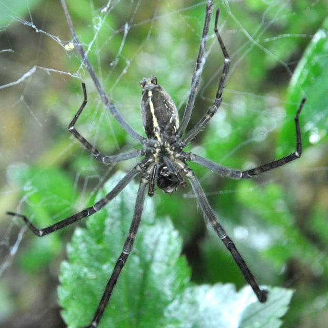 sheet web spider with leaves behind