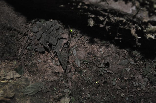 A firefly glowing from the confines of spider's web, where it is being used as bait to attract more prey. 