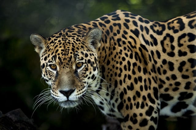 Se requieren entre 8 mil y 10 mil ejemplares del jaguar mexicano para que la especie se clasifique solamente como "amenazada". | Crédito: canva