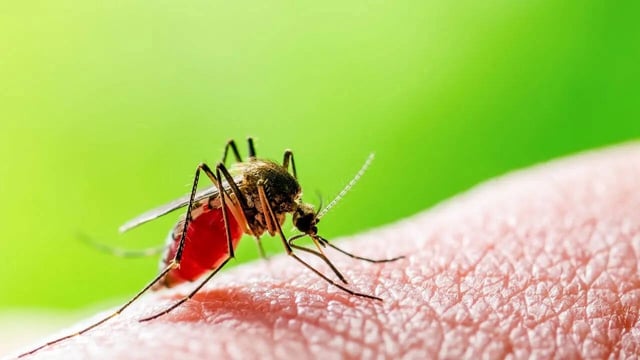 WHO-Recommended Spatial Repellents Are Effective Against Malaria, Suggests New Study. (Image: Canva)