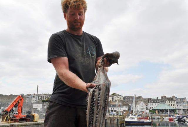 Le pêcheur Chris Kelly montre un poulpe sur un quai du  port de Plymouth, dans le sud-ouest de l'Angleterre, le 21 août 2025