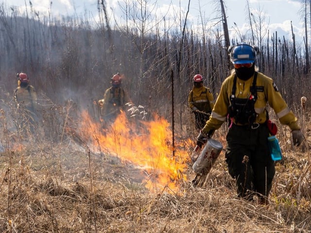Andrea Franko from Alberta Wildfire uses a drip torch to create controlled burns against wildfires near Saprae Creek south of Fort McMurray on April 24, 2025.