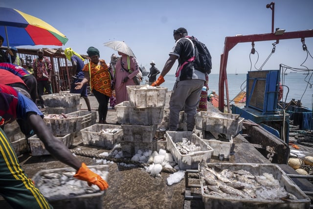 Workers offload fish from a industrial fishing vessel at the port of Banjul, Gambia, on March 26, 2025. (AP Photo/Grace Ekpu)