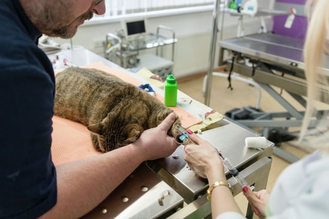 Scientists developed a promising new treatment for cats with oral cancer.