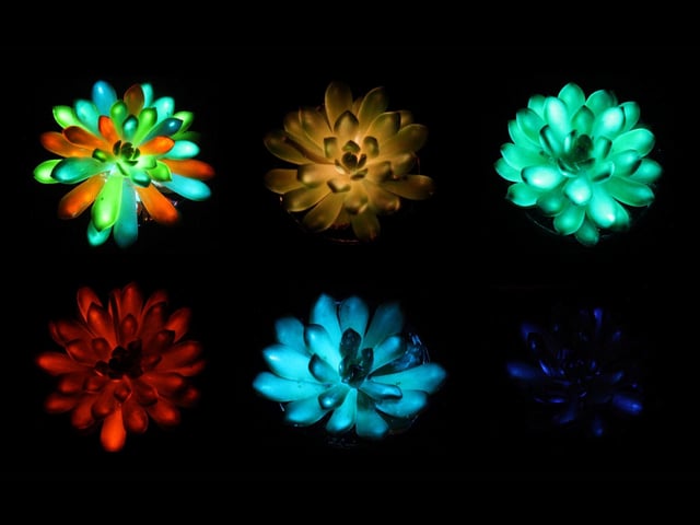 glow nyt