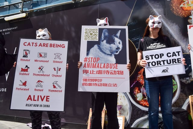 Des militants pour les droits des animaux lors d’une manifestation contre les réseaux de torture de chats en Chine, à Londres, le 18 mai 2025.