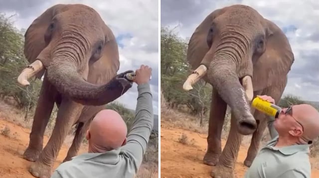 A Spanish man posted a clip of himself pouring a beer down an elephant’s trunk.