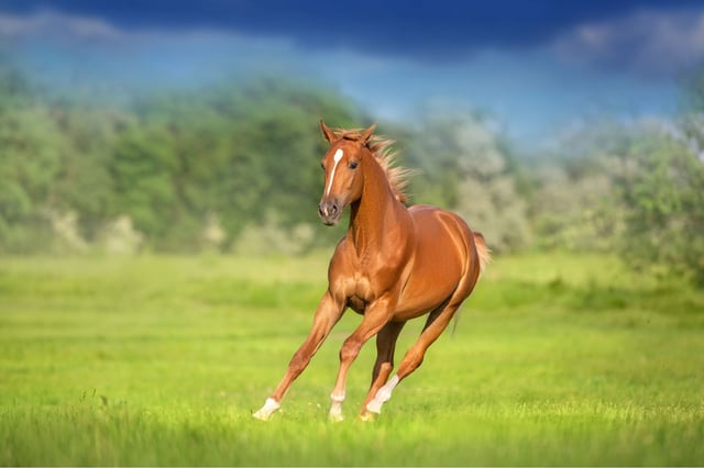 © Callipso88 via Shutterstock