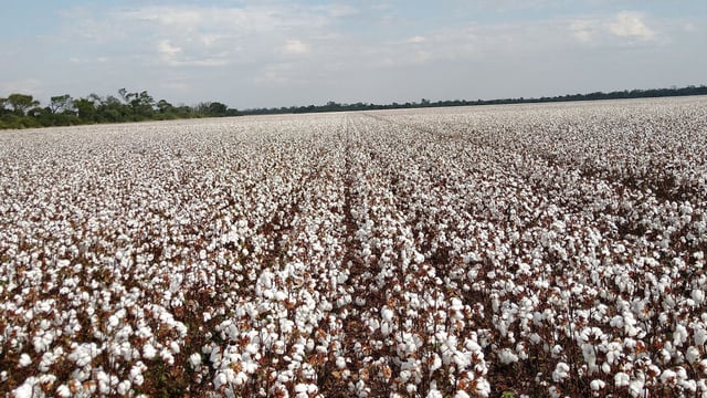 De cumplirse las metas, dentro de cinco años, la superficie algodonera podría crecer de 600.000 a 780.000 hectáreas, incluso se podría alcanzar las 800.000 o 900.000 hectáreas, con un aumento del 114% en la producción de fibra
