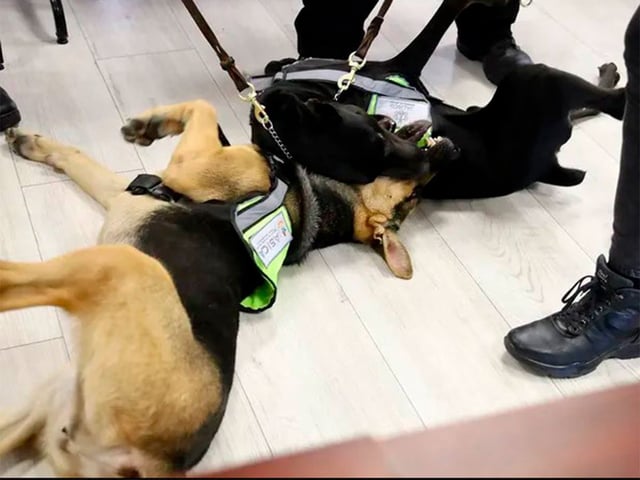 Además de controlar a la plaga, se busca dar una nueva oportunidad a animales rescatados