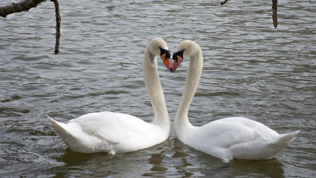 Swans return to the lake after the Stratford swan parade in this 2019 photo. City officials are seeking residents' help after they say five swans are missing.