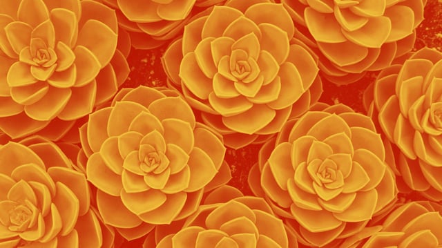 A diferencia de intentos previos que usaban genes bioluminiscentes, este método físico permite que las plantas emitan luz de manera uniforme durante al menos dos horas y en distintos colores/Foto: Canva