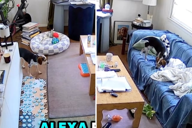 Screenshots from an August 26 Instagram video of a Beagle pressing a button that asked Alexa to play his favorite playlist.