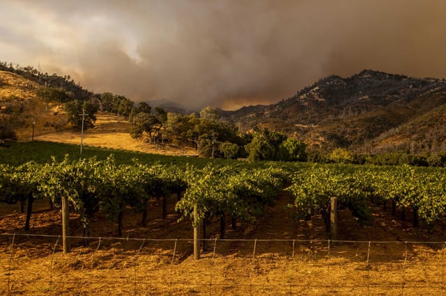 Smoke from the Pickett Fire billows behind a vineyard along the Silverado Trail in Calistoga, as seen on Aug. 21.