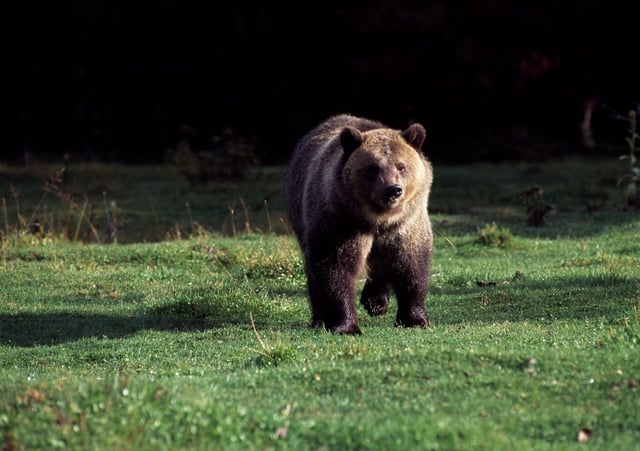 FILE: A bear in Glacier National Park.
