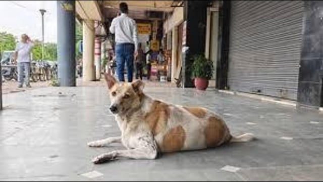 According to MC councillor Akshay Deep Chaudhary, a member of the dog monitoring committee, the MC’s animal birth control (ABC) programme is running smoothly (HT Photo for representation)
