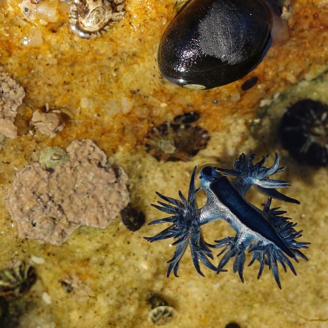 Giftige Meeresschnecke Dragón azul (Blauer Drache)