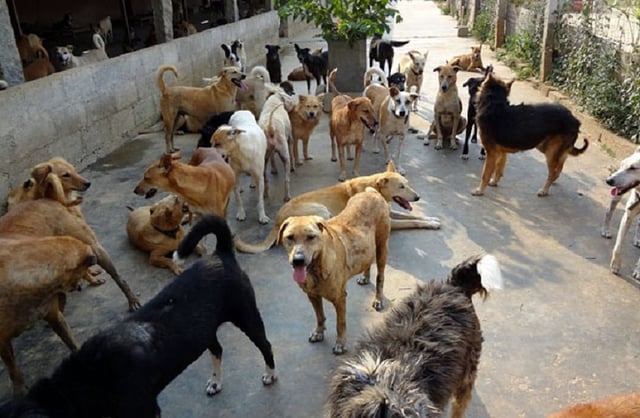 Image featuring a group of dogs, used for representation 