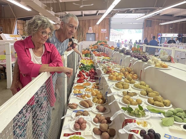  Alison Patterson and John Vacchur look over entries at the Harrow Fair on Saturday, September 2, 2023. (BRIAN MACLEOD/WINDSOR STAR)