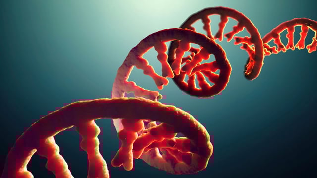 Rna strand