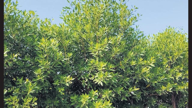 The CEC report said that the Concarpus plant is commonly referred to as “green desert” because it offers little or no sustenance for native insects, birds, or mammals, thus disrupting local ecosystems. (Shutterstock)